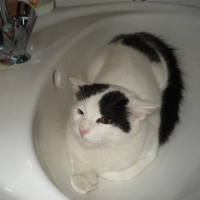 Lavabo