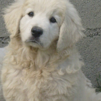 Photo #185277 de Calinka