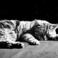 Photo #185301 de Praline
