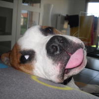 Photo #185302 de Dyson