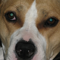 Photo #185307 de Babylone