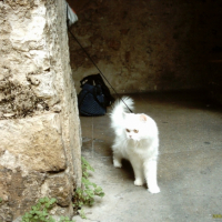 Photo #185328 de Nemo