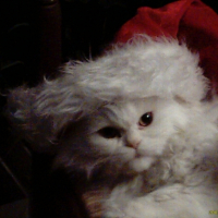 Photo #185329 de Nemo