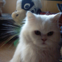 Photo #185333 de Nemo