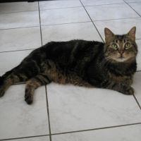 Photo #185338 de Cachou