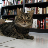 Photo #185339 de Cachou