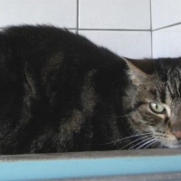 Photo #185362 de Cachou