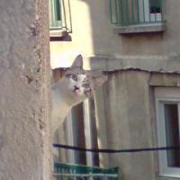 Photo #185381 de Haribo