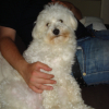 loulou