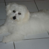loulou