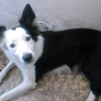 Photo #185420 de Chenza
