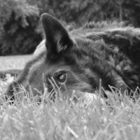 Photo #185432 de Sapho