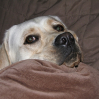 Photo #185439 de Bessie