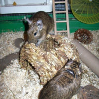 Photo #185505 de Stitch et scrat