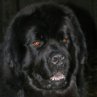 Photo #185598 de Twister