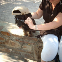 Photo #185601 de Chipie