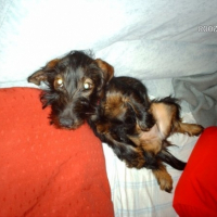 Photo #185602 de Chipie