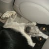 dodo in voiture