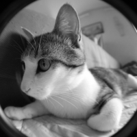 Photo #185616 de Simba