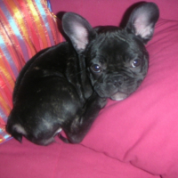 Photo #185647 de Elfy