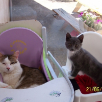 Photo #185750 de Clafouty
