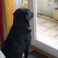 Photo #185776 de Pégase