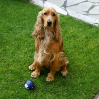 Photo #185777 de Azur