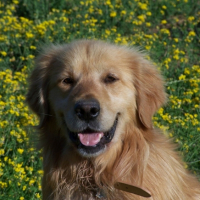 Photo #185808 de Buddy