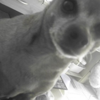 Photo #185817 de Ruby