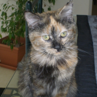 Photo #185822 de Féeline
