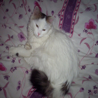 Photo #185825 de Virgule