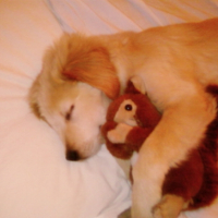 Photo #185826 de Patto