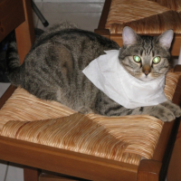 Photo #185907 de Scoty