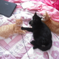 Photo #185921 de Pumba et shadow