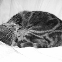 Photo #185929 de Chipen