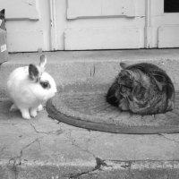 Photo #185944 de Chipen
