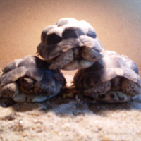 Photo #185955 de Caroline, franklin et eude