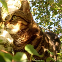 Photo #185965 de Praline