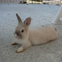 Photo #186055 de Milou