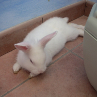 Photo #186136 de Spykie