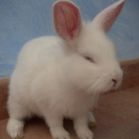 Photo #186140 de Spykie