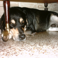 Photo #186168 de Bacuss