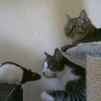 Photo #186237 de Ratasse
