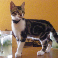 Photo #186305 de Tazounet