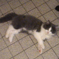 Photo #186360 de Stitch
