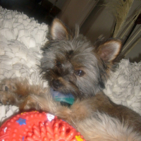 Photo #186363 de Dora