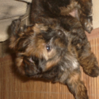 Photo #186374 de Dora