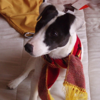 Photo #186394 de Bandit
