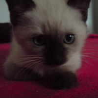Photo #186432 de Bella
