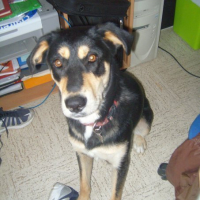 Photo #186456 de Dumsel